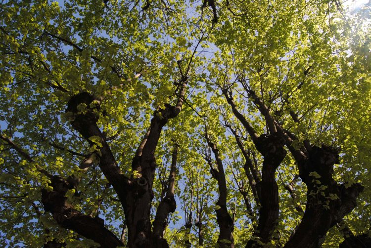 L’ambiente fa notizia?